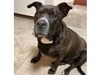 Adopt Lucky a Pit Bull Terrier