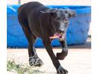 Adopt Fiona a Labrador Retriever