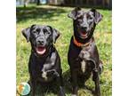 Adopt Elara (Right - Bonded Pair) a Black Labrador Retriever, Border Collie