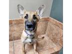 Adopt Haven a German Shepherd Dog