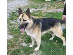 Adopt Rocky a German Shepherd Dog