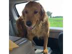 Adopt Hazel a Golden Retriever