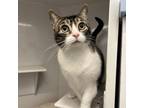 Adopt Parsnip a Domestic Short Hair