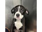 Adopt Megan Thee Stallion a Pit Bull Terrier