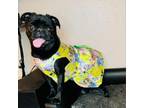 Adopt Nova a Pug