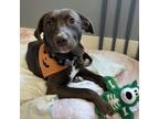 Adopt Raya a Chocolate Labrador Retriever, Mixed Breed
