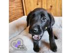 Adopt AJ - Homer Litter a Labrador Retriever, Mixed Breed