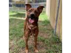 Adopt Appa a Mixed Breed