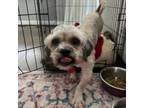 Adopt Glosette a Mixed Breed