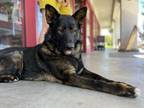 Adopt Nova a German Shepherd Dog