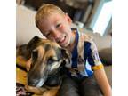 Adopt Gracie a Labrador Retriever, Mixed Breed