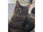 Adopt Rizzy - In Foster Home a Domestic Long Hair, Tabby