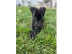 Adopt Bitty a Pit Bull Terrier