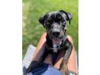 Adopt Belle a Rottweiler