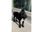 Adopt Oreo a Pit Bull Terrier