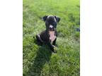 Adopt Sassy Mae a Pit Bull Terrier