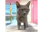 Adopt Misty a Domestic Short Hair