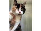 Adopt Mabel a Domestic Short Hair
