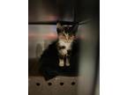Adopt Claire a Domestic Medium Hair