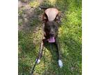 Adopt Suzanne a American Staffordshire Terrier
