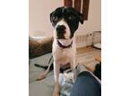 Adopt Sally a Pit Bull Terrier