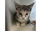Adopt Chanel a Domestic Short Hair