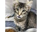 Adopt Hawiia a Domestic Short Hair