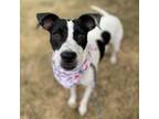 Adopt Cypress a Terrier
