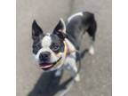 Adopt Quinn a Boston Terrier