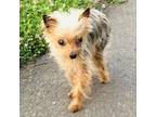 Adopt Missy a Yorkshire Terrier