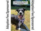 Adopt Lady a Hound