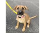 Adopt Dory a German Shepherd Dog