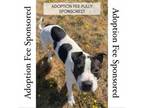 Adopt Jubilee a Pit Bull Terrier