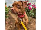 Adopt Hope a Boxer