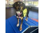 Adopt Cassidy a Beagle
