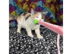 Adopt Lemon Meringue Pie a Domestic Short Hair