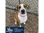 Adopt Wendy a Australian Cattle Dog / Blue Heeler