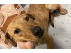 Adopt Honey a Pit Bull Terrier, Labrador Retriever