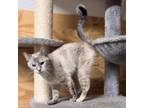 Adopt Venus a Siamese