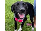 Adopt Cici a Border Collie