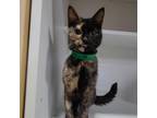 Adopt Molly a Domestic Short Hair