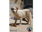 Adopt Astrid a Great Pyrenees