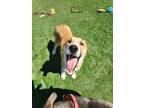 Adopt Lassie a Collie
