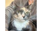 Adopt Baby a Domestic Medium Hair