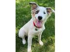 Adopt 0652 Honey a Australian Shepherd