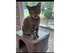 Adopt Shirley a Domestic Short Hair