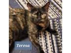 Adopt Teresa a Domestic Short Hair