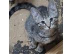 Adopt Susie (aka KOA_4) a Domestic Short Hair