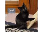 Adopt Leah a Domestic Short Hair