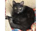 Adopt Toulouse a Domestic Short Hair